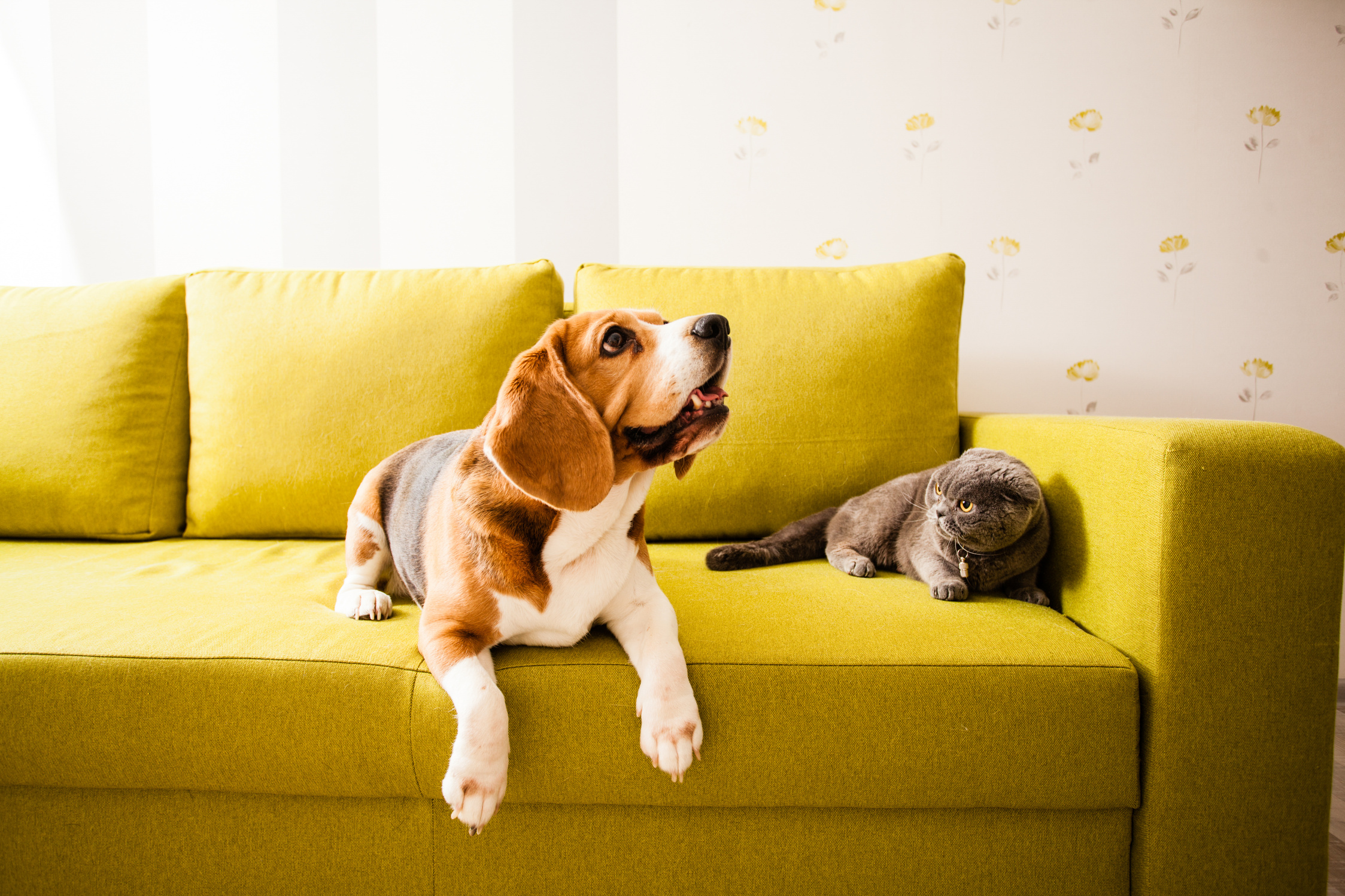 Lying Pets on the Sofa